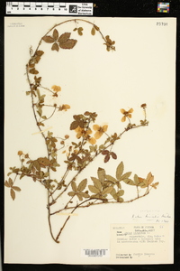 Rubus trivialis image