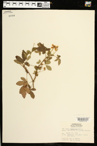 Rubus trivialis image