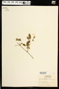 Rubus trivialis image