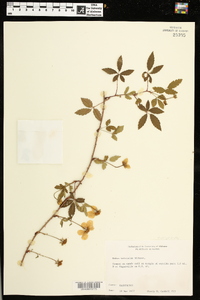 Rubus trivialis image