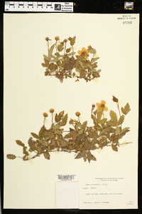 Rubus trivialis image