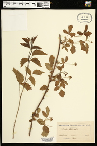 Rubus trivialis image