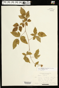 Rubus flagellaris image