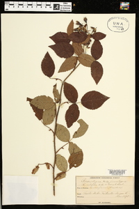 Rosa setigera image