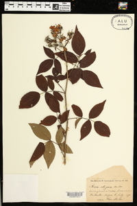 Rosa setigera image