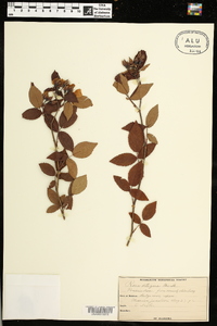 Rosa setigera image