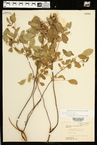 Rosa carolina subsp. carolina image