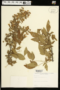 Rubus argutus image