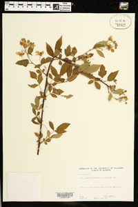 Rubus argutus image