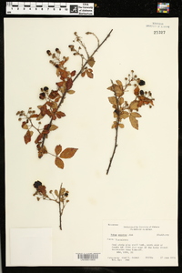 Rubus argutus image