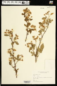 Rubus argutus image