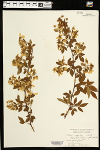 Rubus argutus image