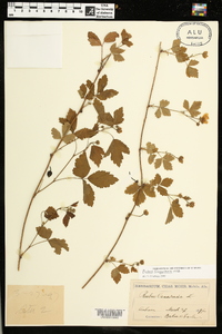 Rubus flagellaris image