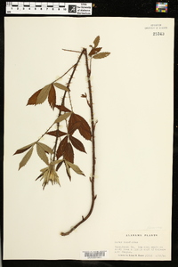 Rubus cuneifolius image