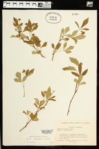 Rubus flagellaris image