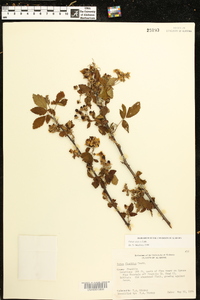 Rubus argutus image