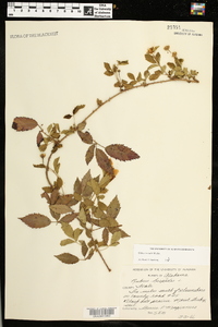 Rubus trivialis image