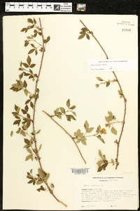 Rubus flagellaris image