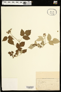 Rubus occidentalis image