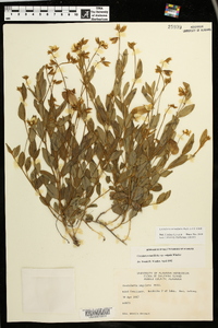 Crotalaria rotundifolia image