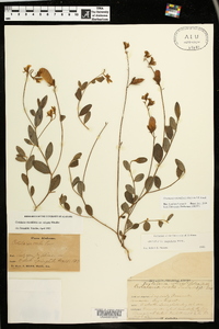 Crotalaria rotundifolia image