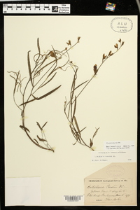 Crotalaria purshii image