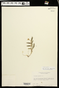 Crotalaria sagittalis image