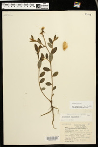 Crotalaria sagittalis image