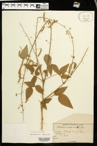 Desmodium canescens image