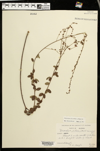 Desmodium ciliare image