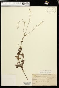 Desmodium ciliare image