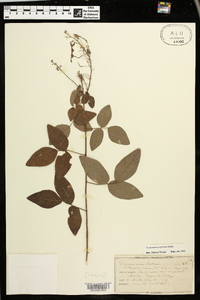 Desmodium perplexum image