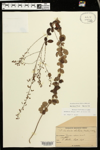 Desmodium obtusum image