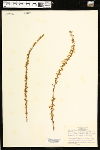 Spiraea thunbergii image