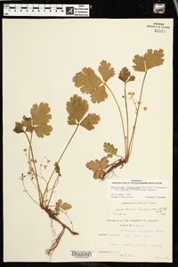 Waldsteinia fragarioides image