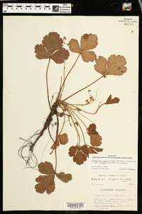 Waldsteinia fragarioides image