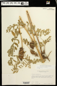 Astragalus canadensis var. canadensis image