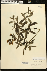 Baptisia bracteata image