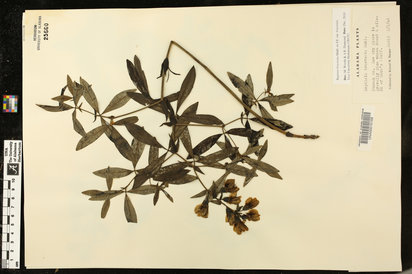 Baptisia bracteata var. bracteata image