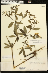 Baptisia bracteata var. bracteata image