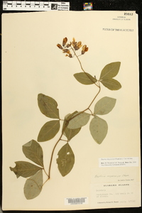 Baptisia megacarpa image