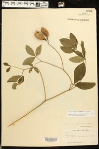 Baptisia megacarpa image