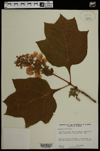 Hydrangea quercifolia image