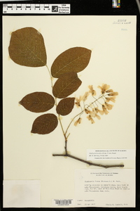 Cladrastis kentukea image