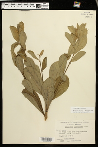 Crotalaria spectabilis image