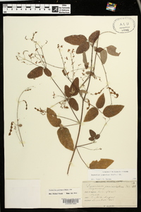 Desmodium glabellum image