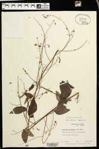 Desmodium laevigatum image