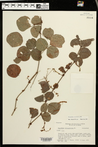 Desmodium rotundifolium image