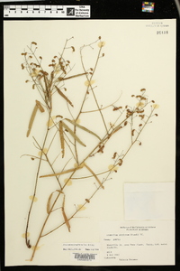 Desmodium tenuifolium image