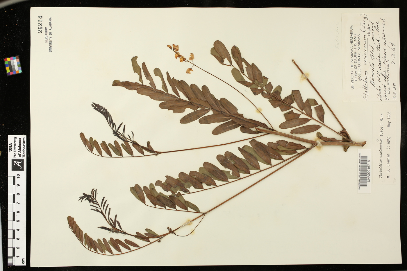 Sesbania vesicaria image